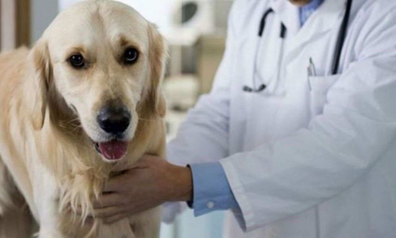 Castración gratuita de mascotas en el barrio Libertad