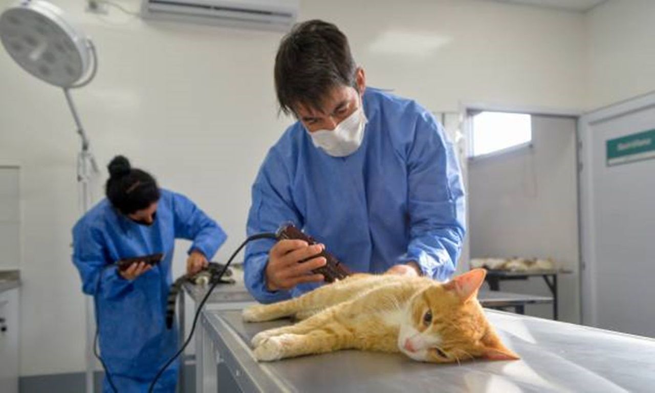 Primera semana de atención a mascotas en el Centro Veterinario Municipal